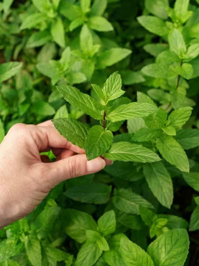 How to Grow Pudhina Faster