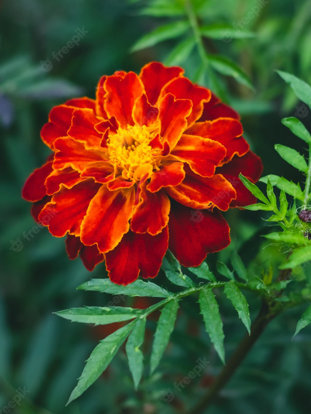 Benefits of Marigold Flowers
